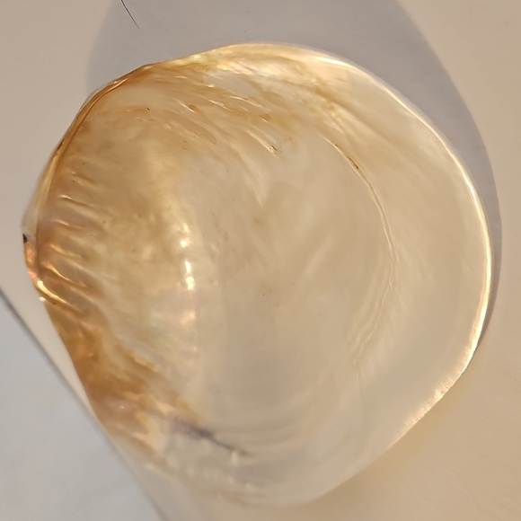 8"W Mother of Pearl & Polished 1/2 Mussel Clam Shell - Picture 2 of 5